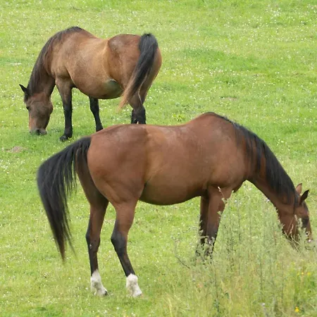 Oekologische Rossee Sued Barkelsby